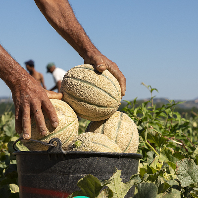 Melone Retato Scelte per Te